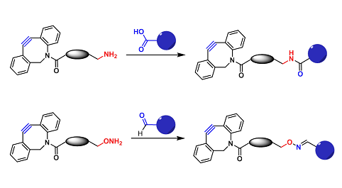 DBCO-Carboxyl/Carbonyl Reactive（DBCO-羧基/羰基反应）